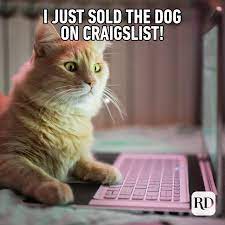 Since doggo memes got 1k views, let's try for that agian! 45 Cat Memes You Ll Laugh At Every Time Reader S Digest