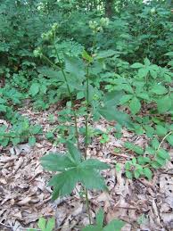 Image result for Sanicula