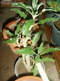 Image result for Pterodiscus elliottii