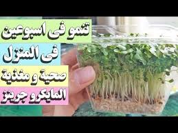 Youtube Sprouting Seeds Garden Design Garden