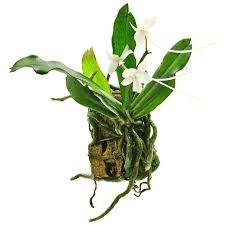 Image result for Mystacidium