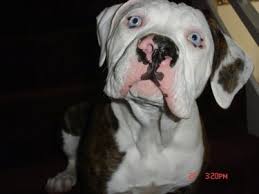 They are said to be the descendant of english bull. American Bulldog Dog Breed Pictures 6