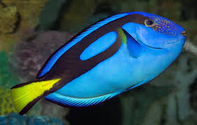 Maybe you would like to learn more about one of these? Bernas Id Ini Wujud Dan Sifat Asli Ikan Dory Seperti Di Film Finding Dory