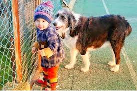 Menino tem reação emocionante ao reencontrar o seu cão desaparecido. Xwy1alzsovoezm