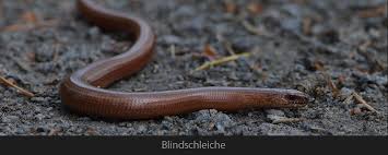 Blindschleiche — blindschleiche , bruch oder glasschlange ( anguis fragĭlis l.), zu den kurzzünglern gehörige schlangenähnliche eidechsenart , harmlos , lebt von regenwürmern … Blindschleiche Die Zerbrechliche Schlange Naturschutzgebiete Org