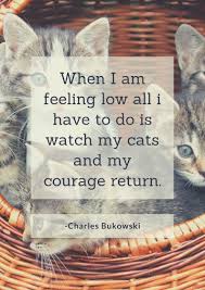 44 Best Cat Quotes Dedicated To Our Adorable Purr Babies In 2020 Cat Quotes Cool Cats Purring