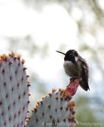 Prickly pear cactus has been a staple of the mexican and central american diet for thousands of years. Hummingbird On A Santa Rita Prickly Pear Cactus Tucson Arizona Prickly Pear Cactus Hummingbird Santa Rita