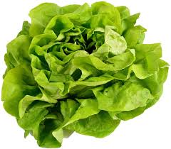 To harvest individual leaves, use scissors to cut off the outer leaves near the base of the plant. Amazon Com 500 Buttercrunch Lettuce Seeds For Planting Heirloom Non Gmo Vegetable Seeds For Planting Hydroponics Microgreens Aka Butterhead Lettuce Boston Lettuce Bibb Lettuce Garden Outdoor