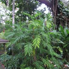 Image result for Chamaedorea radicalis