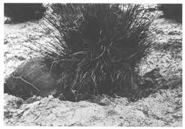 Image result for Sclerodactylon macrostachyum