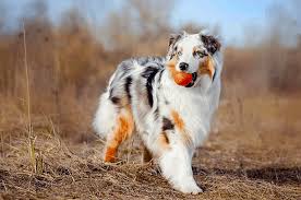 Arph's mission is to rescue australian shepherds and place them into loving, caring, and permanent homes, and to educate the public about all aspects of owning an australian shepherd. Do Australian Shepherds Like To Cuddle Everything You Need To Know