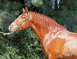Click photo for amount of hair needed, details & options. Pro Tip Mane And Tail Care Us Equestrian