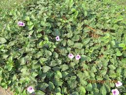 Image result for Ipomoea rubens