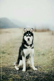 Male Blue Eyes Black And White Husky Black Siberian Husky Perro Husky Siberiano Perro Husky Perro Alaska