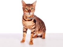 These colours are ideal for mens, ladies, females who adore their pets. Bengal Cat Ontario Spca And Humane Society