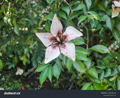 Image result for Rothmannia fischeri