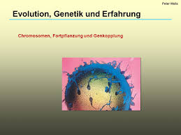 Evolution Genetik Und Erfahrung Ppt Herunterladen