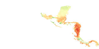 Image result for Voacanga pachyceras