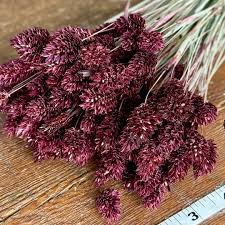 Image result for Phalaris