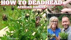 Apr 03, 2021 · let's learn the lowdown on pruning african daisies. How To Deadhead African Daisies Qg Day 87 Youtube