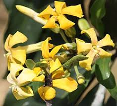 Image result for Hymenosporum