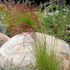 Image result for Aristida leucophaea