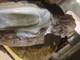 Walaupun terdapat pelbagai resepi masakan sotong yang menarik seperti sotong goreng, stim untuk mengatasi dan membantu anda agar mudah memilih resepi masakan sotong, kami telah. Cara Pantas Mudah Menyiang Sotong Katak Umpan