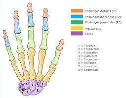 Elles empêchent notamment de réaliser certaines tâches délicates, d'écrire ou de se servir de ses doigts avec suffisamment de dextérité. Attelle De Doigt Indications Et Conseils Pour La Choisir Conseils Sante