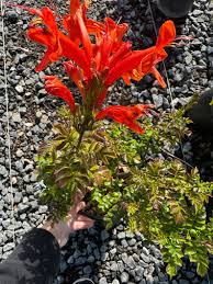 Image result for Tecomaria capensis