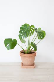 Monstera deliciosa is quickly becoming one of the world's most popular as noted, the monstera deliciosa grows in the wild in understories of tropical forests where it leave your monstera in its nursery growpot. Monstera Plant Care When And How To Repot A Swiss Cheese Plant