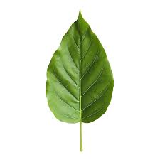 A sharp, in-focus vibrant green salad leaf.