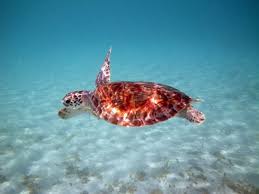 Snorkeling Spots Anna Maria Island | Fun & More Rentals
