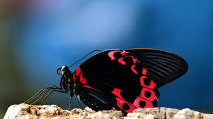 The wallpapers for desktop are 2560x1440, mobile is 1600x2400. Sitting Butterfly Wallpaper For Chromebook Hd 4k