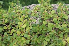 Image result for Alternanthera pungens