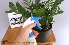 Spider mites, related to spiders, ticks, and other mites, and they can do heavy damage to a cannabis crop. How To Get Rid Of Spider Mites On Houseplants For Good Get Busy Gardening