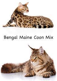 Pin On Cat Help And Advice From The Happy Cat Site