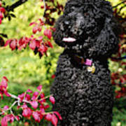 Download this premium photo about standard black poodle, and discover more than 9 million professional stock photos on freepik. Black Standard Poodle Photograph By Jeanne White