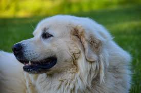 Given its history and its heavy coat, the great pyrenees has good tolerance for cold but poor tolerance for heat. Anatolian Shepherd Great Pyrenees Mix Info Pictures Facts Doggie Designer
