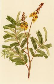 Image result for Peltophorum pterocarpum