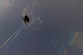 Kết quả hình ảnh cho hình ảnh nhện