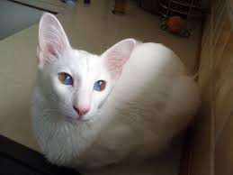Black And White Cat With Brown Eyes Sayitis Once In A Blue Moon Siamese Cat Spot Balinese Cat Siamese Cats Rare Cats