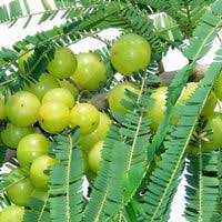 Image result for Phyllanthus udoricola