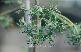 Image result for Phyllocladus trichomanoides