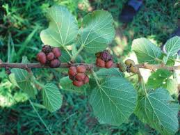 Image result for Grewia villosa