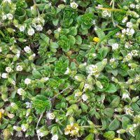 Image result for Cerastium afromontanum