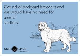 Certain chicken breeds are absolutely satisfied living in more confined conditions. Get Rid Of Backyard Breeders And We Would Have No Need For Animal Shelters I Love Dogs Dogs Animal Shelter