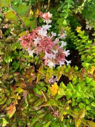 Best native shrubs and trees for texas. Abelia Is Shrub For South Texas Area Home And Garden Victoriaadvocate Com
