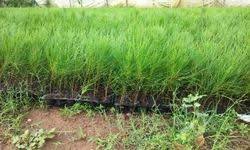 Image result for Casuarina junghuhniana