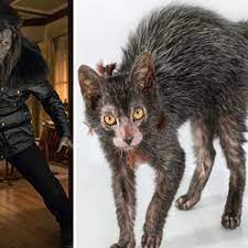 Cats become real-life WEREWOLVES after genetic mutation - Daily Star