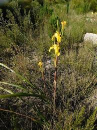 Image result for Moraea spathulata